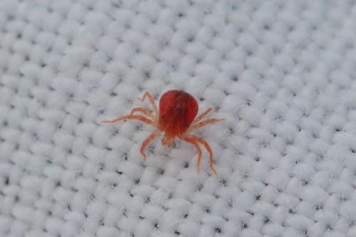 Réf. 177 330 : Anystis sp.