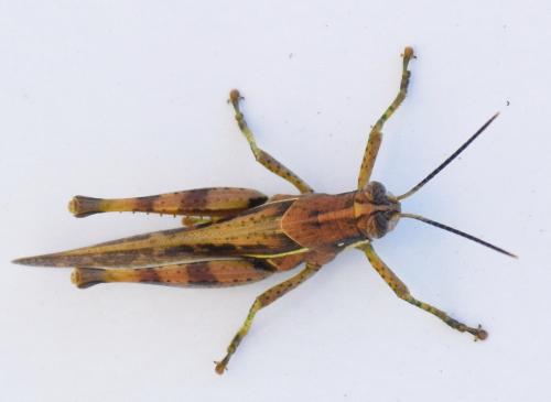 Schistocerca sp.