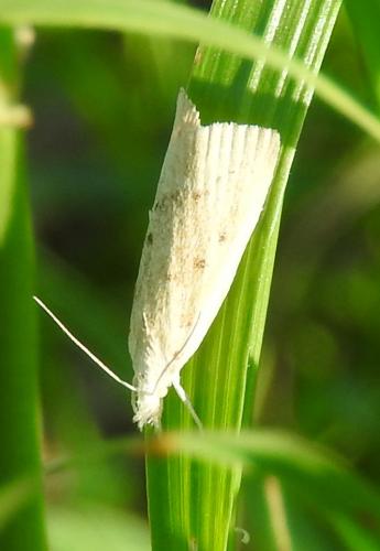 Réf. 177 385 : Calamotropha paludella