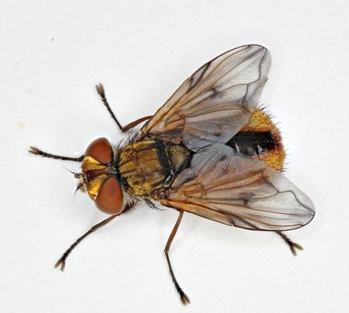Ectophasia crassipennis
