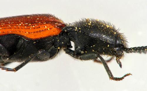Réf. 177 840 : Ampedus quercicola