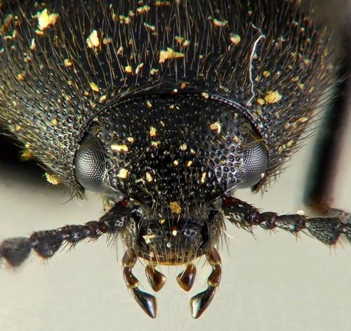 Réf. 177 841 : Ampedus quercicola