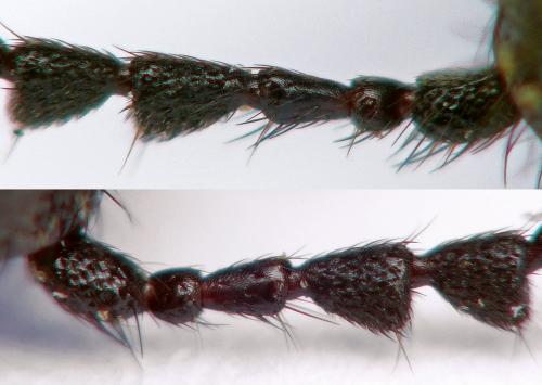 Réf. 177 850 : Ampedus quercicola