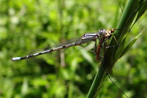 Enallagma cyathigerum