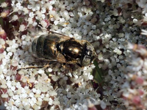 Réf. 177 407 : Eristalinus aeneus