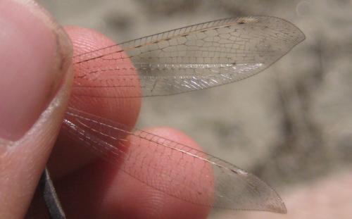 Creoleon lugdunensis