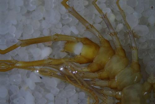 Réf. 177 510 : Eupolybothrus longicornis