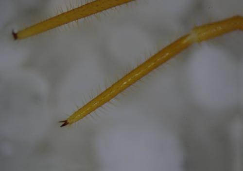 Réf. 177 720 : Eupolybothrus longicornis