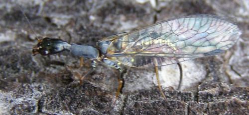 Phaeostigma notatum