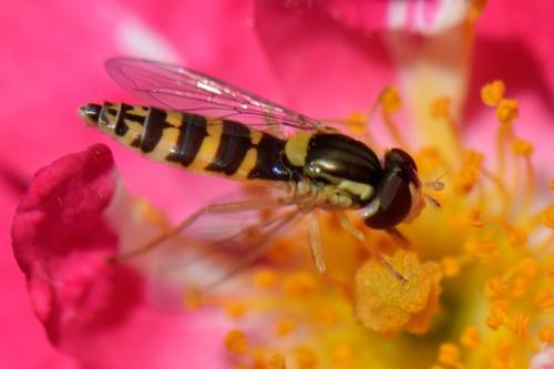 Réf. 177 580 : Sphaerophoria sp.