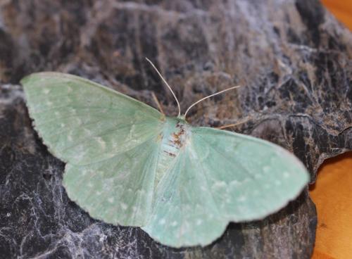 Réf. 177 806 : Geometra papilionaria