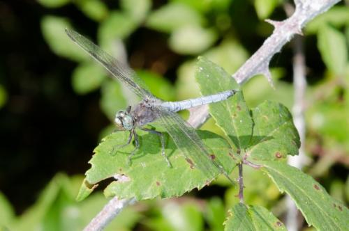 Orthetrum coerulescens
