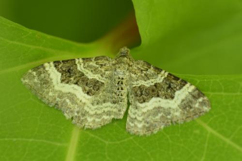 Epirrhoe alternata