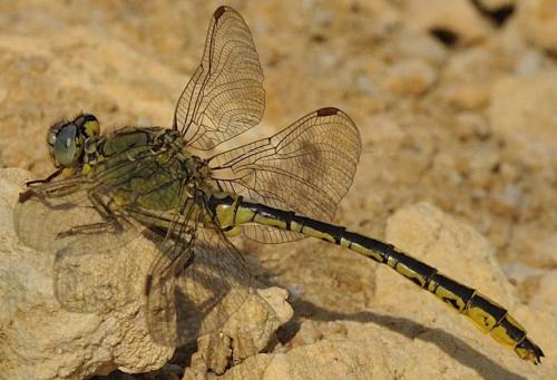 Réf. 177 742 : Gomphus pulchellus