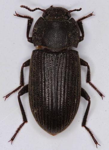 Réf. 177 349 : Gonocephalum rusticum