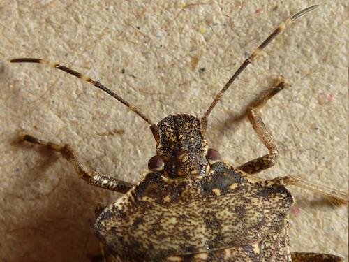 Halyomorpha halys