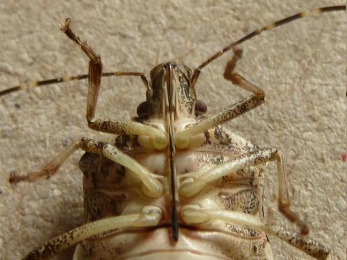 Halyomorpha halys