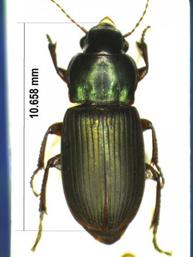 Réf. 177 250 : Harpalus affinis