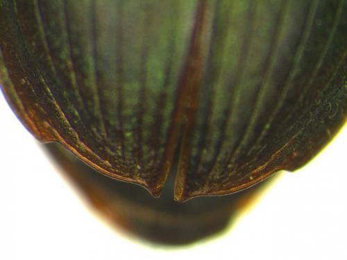 Harpalus affinis