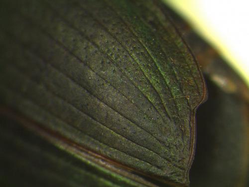 Harpalus affinis