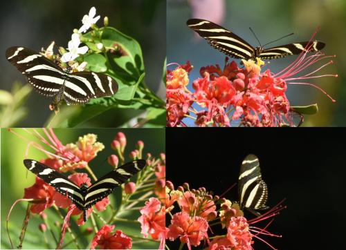 Réf. 177 865 : Heliconius charithonia