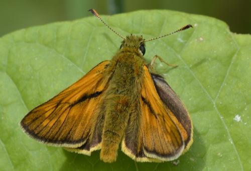 Ochlodes sylvanus