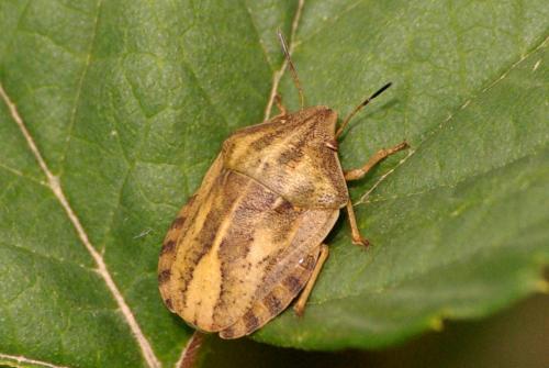 Eurygaster testudinaria