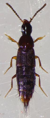 Heterothops dissimilis