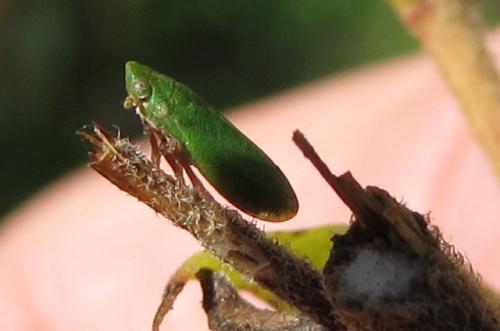 Tettigometra virescens