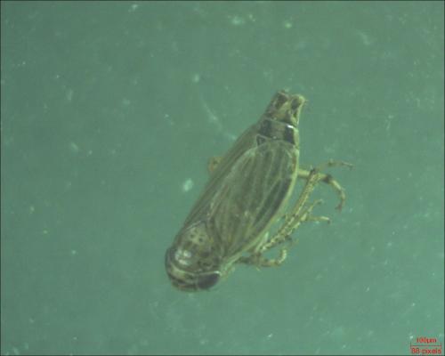 Réf. 177 259 : Euscelis sp.