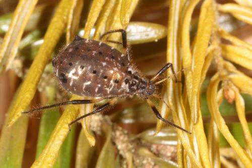Cinara confinis