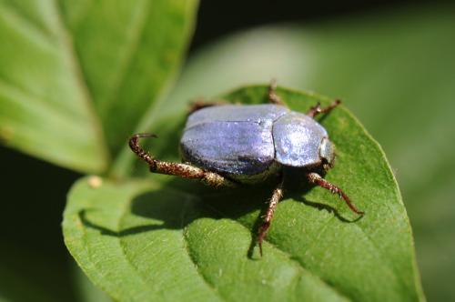 Réf. 177 463 : Hoplia coerulea
