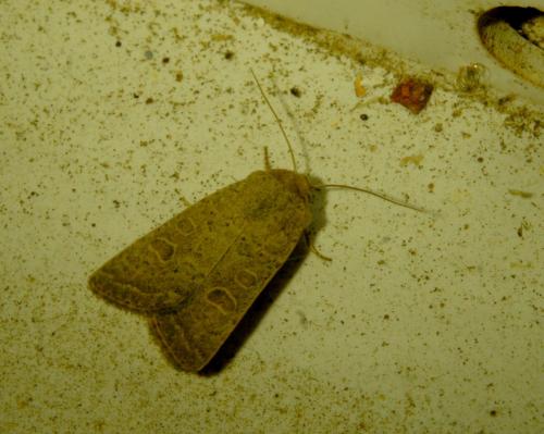 Hoplodrina ambigua