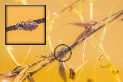 Helophorus sp.