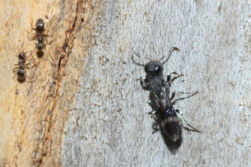 Orussus unicolor