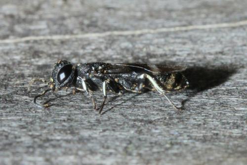 Orussus unicolor