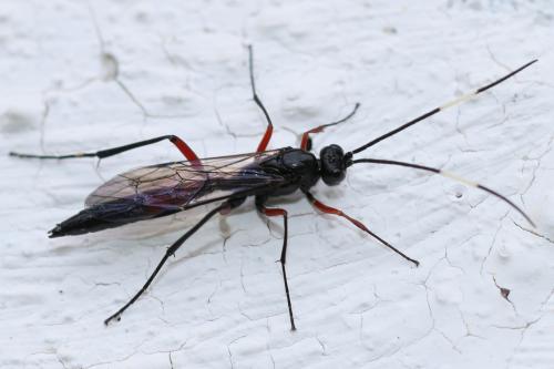 Cryptinae