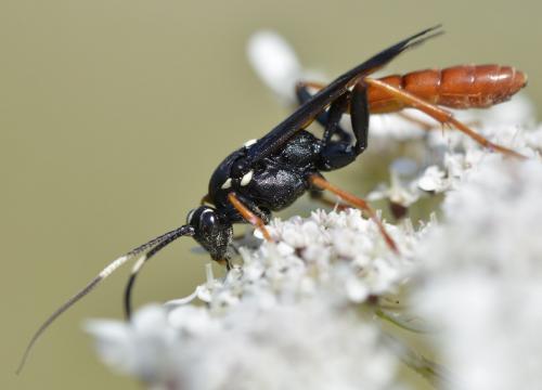 Réf. 177 085 : Amblyjoppa fuscipennis