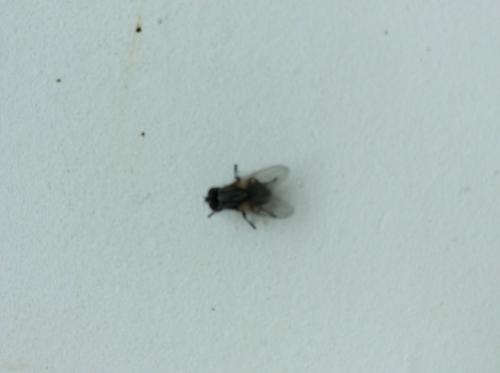 Musca autumnalis