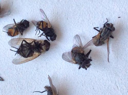 Musca autumnalis