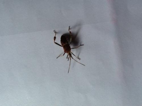 Leptoglossus occidentalis
