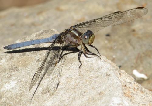 Réf. 177 740 : Orthetrum coerulescens