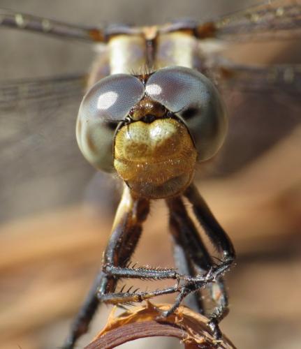 Orthetrum coerulescens