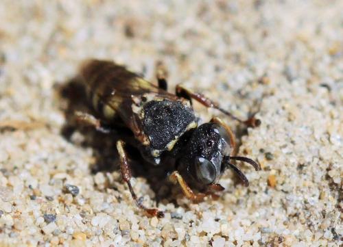 Oxybelus haemorrhoidalis victor
