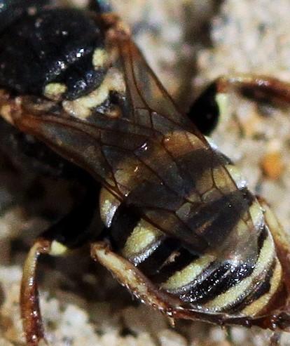 Réf. 177 526 : Oxybelus haemorrhoidalis victor