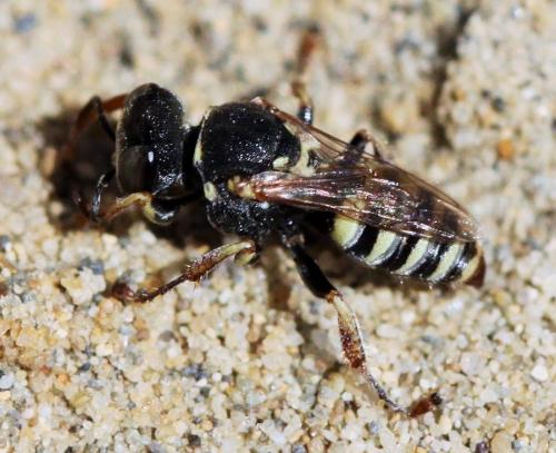 Oxybelus haemorrhoidalis victor