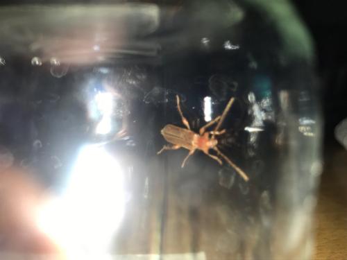 Réf. 177 815 : Phymatodes testaceus
