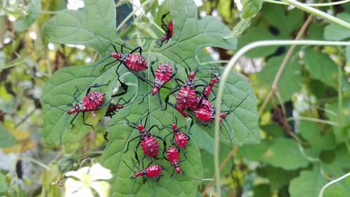 Réf. 177 745 : Leptoglossus gonagra