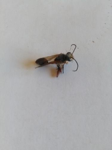 Réf. 177 818 : Sceliphron curvatum