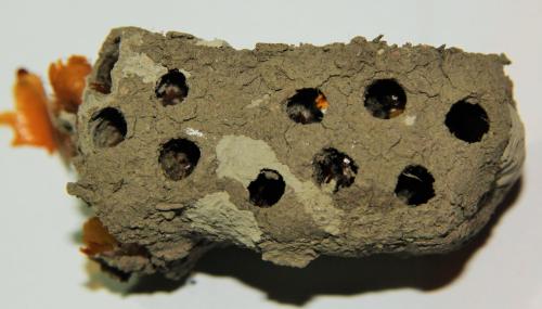 Sceliphron sp.